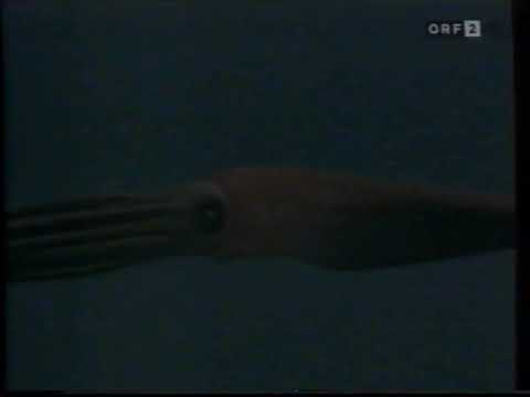 Universum - POTTWALE - Zurück aus der Tiefe - ORF 2 [1997]