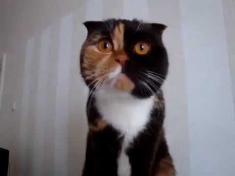 Paf83 - Кошка смотрит телевизор 1 марта 2013г