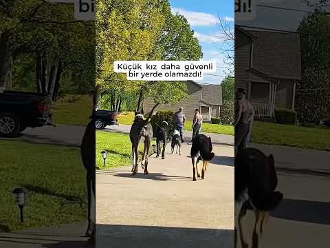 Küçük kız görünür görünmez köpekler pozisyon alıyor! ❤️ #shorts #köpek