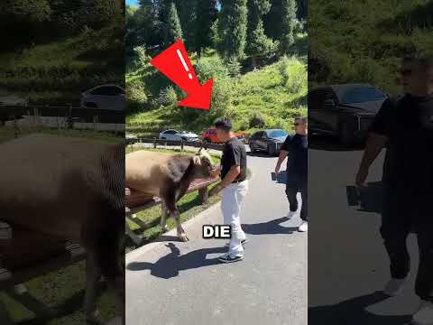 Kuh steckt in der Leitplanke fest – Fremde befreien sie gemeinsam 🐄 #Kuh #Tierrettung #Herzerwärmend