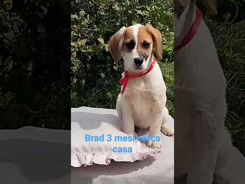 Regalo Brad un dolcissimo cucciolone cerca casa 