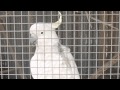 What is a talking bird ? - A YouTube Visual ...