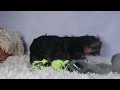 Yorkiepoo dogs for sale: JUDY - Video 1