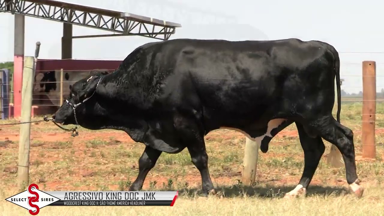 Vídeo AGRESSIVO KING DOC JMK