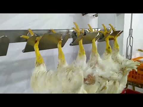 , title : 'Planta Manual Avícola para procesamiento de 60 pollos por hora.'