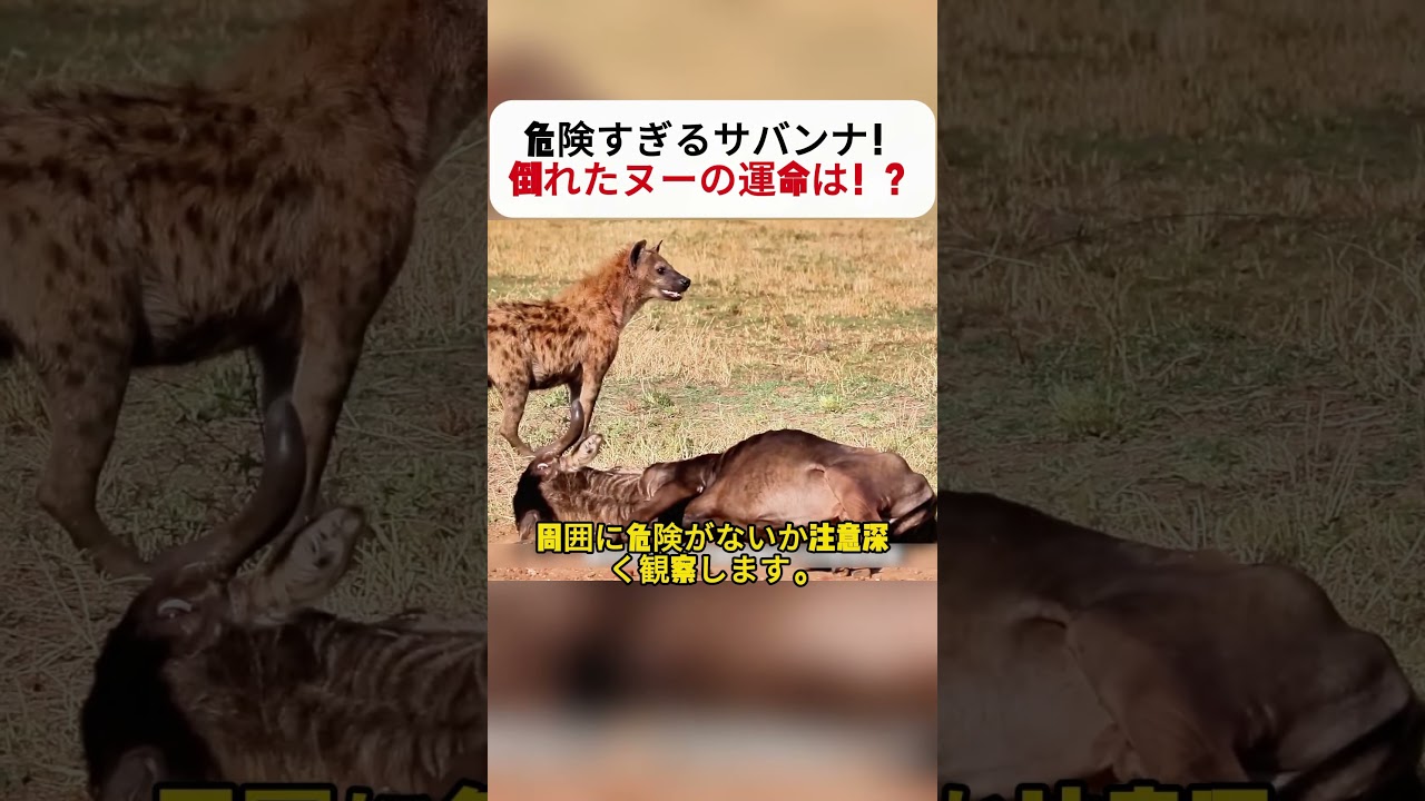 危険すぎるサバンナ！ 倒れたヌーの運命は！？ #野生 #毒蛇 #サバンナ #ハイエナ #動物観察