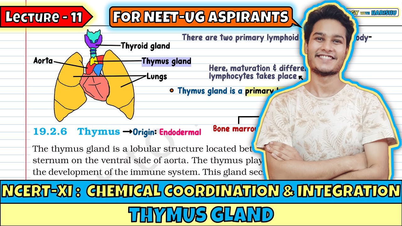 Lec 11- Thymus Gland | Chemical Coordination & Integration | NEET | Class 11