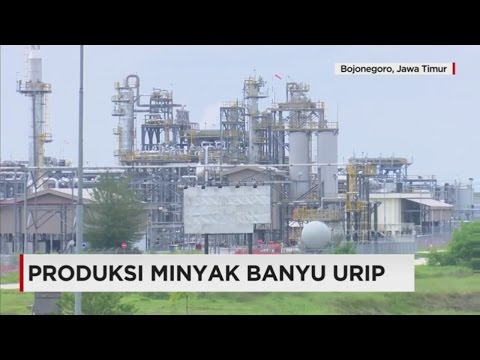 Obat tradisional meningkatkan potensi Apakah jamur mempengaruhi potensi