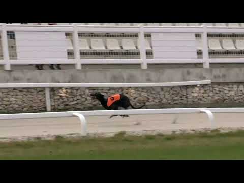 2022.11.26. 04. futam - WGO Nagydíj