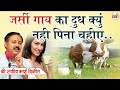 जर्सी गाय का दूध क्यूँ नहीं पिना चाहिय