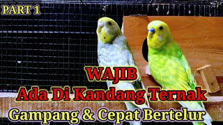 Download lagu PERSIAPAN TERNAK BURUNG PARKIT UNTUK PEMULA #saungarpusachannel #ternakburungparkit mp3