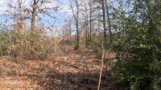 Texas Wilderness Ambience: Live Nature Sounds for Focus & Work
