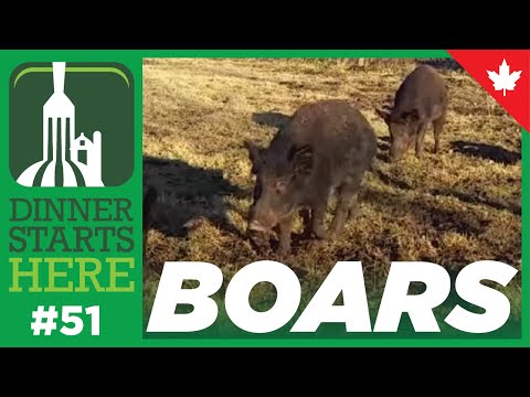 download lagu mp3 mp4 Wild Boar Farm Near Me, download lagu Wild Boar Farm Near Me gratis, unduh video klip Wild Boar Farm Near Me