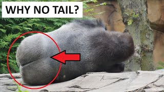 Why did We Apes Lose Our Tails?
