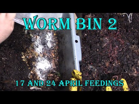 Day 100 of Vermicomposting! - Bin 2