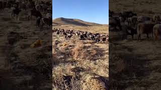 Download lagu 高原之行 mp3