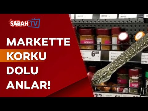 Markette piton paniği! O anlar saniye saniye kameralara yansıdı!