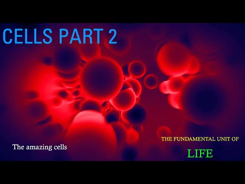 Sink into Science | Amazing Cells of the Human Body
