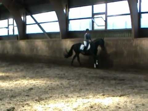 Ruffian Reef xx stallionshow Majenfelderhof