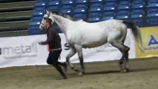 Tallinn Horse Show 2014 telgitagustest toimetustest