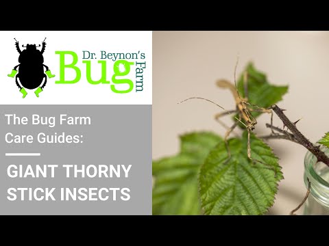 , title : 'The Bug Farm Care Guides: Giant Thorny Stick Insects'