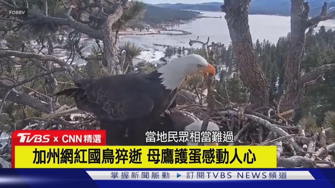 美網紅國鳥Jackie驚傳病逝！「大熊湖女王」離世　全球數百萬人心碎