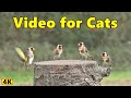 Cat TV ~ Birds for Cats to Watch 4K Spectacular ~ Birds of The UK ⭐ 8 HOURS ⭐