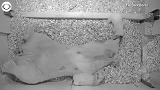 Polar bear cub is trying to walk as Mom watches