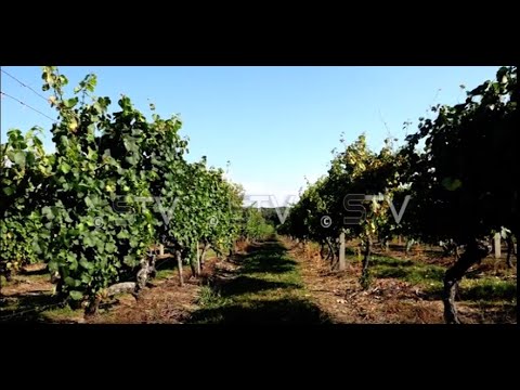 Priprema za berbu grožđa