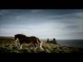 Clydesdales Generations
