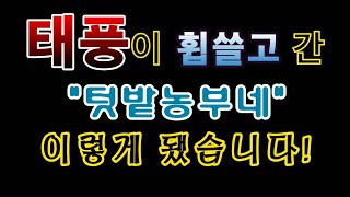 [텃밭농부.745]  태풍이 휩쓸고 간 "텃밭농부네" 이렇게 됐어요!