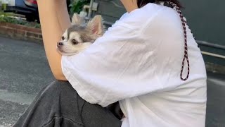 愛犬をトリミングに連れていく休日