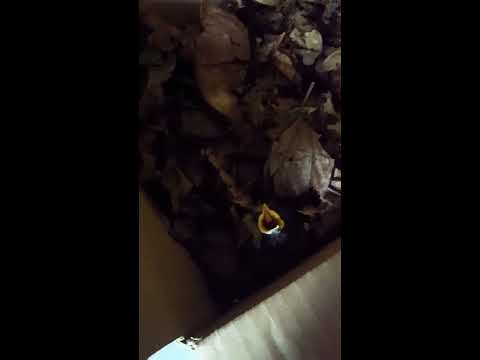 Feeding Our Newly Rescued Baby Blue Tit (First Meal!)