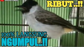 Download lagu CRECETAN KUTILANG PIKAT. SUARA PEMIKAT KUTILANG LIAR mp3