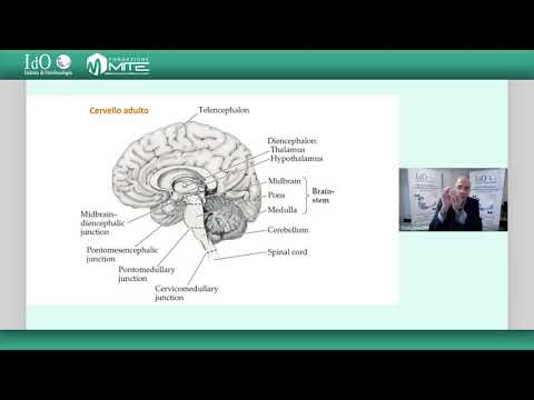 Struttura e funzioni del cervello