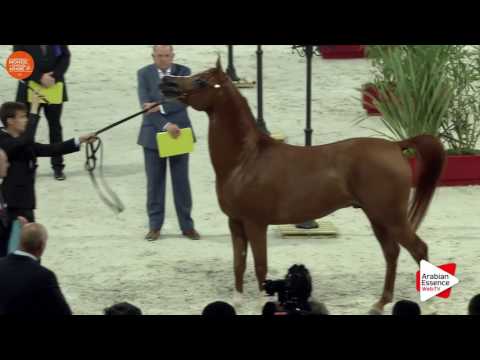 3RD - N.107 DZHAI NUNKI - Paris 2016 - Stallions 4 years old and more (Class CM6 A)