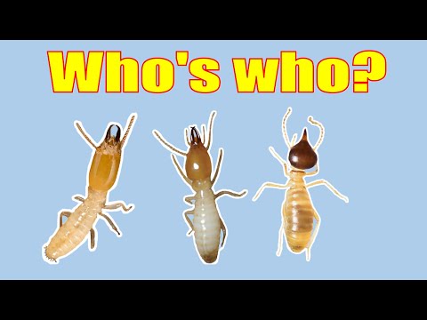 How to Identify Termite Species.  Don't get it wrong!