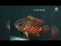 Oscar fish baby growth (malayalam)