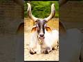 Cow Comedy Pani Lao Re Cow