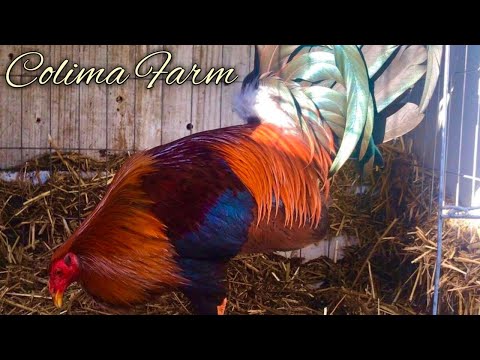 Clements Grey Cowan Albany - COLIMA FARM