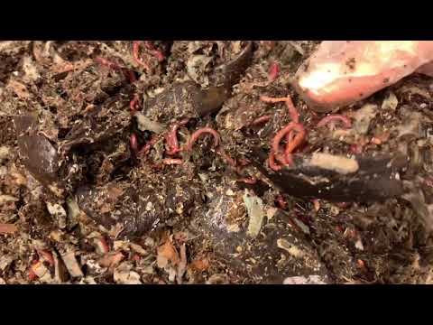 Horizontal migration method update. Week 2.