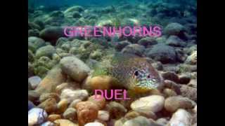 GREENHORNS DUEL GREENHORNS DUEL