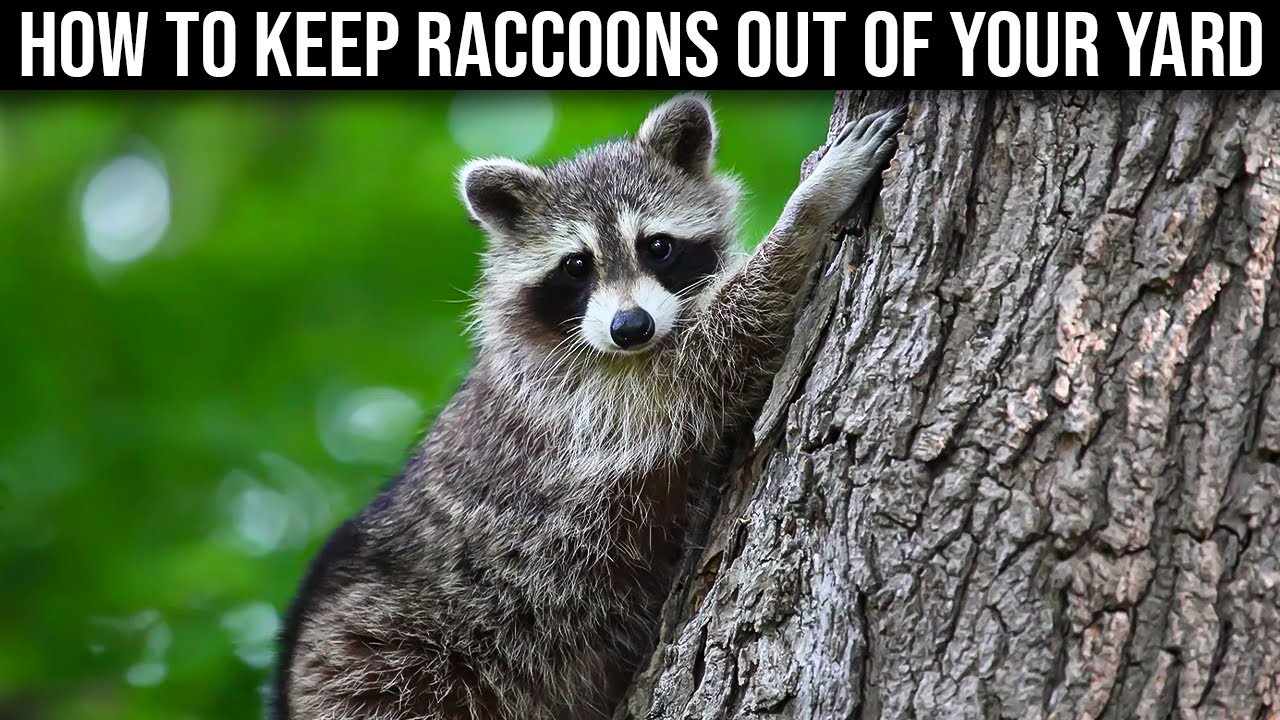 How do I get rid of raccoons in my yard? Life Set Go