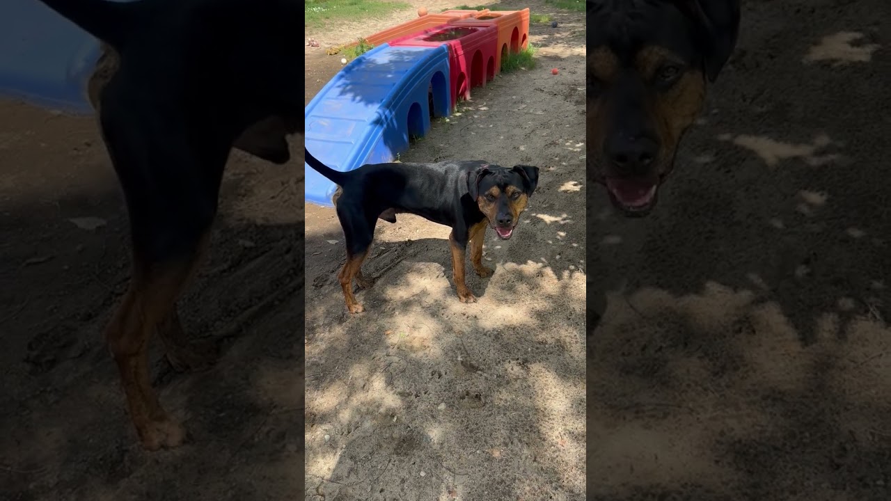 Enlarge Alvin, a Adoptable mixed breed in Kalamazoo, MI video 5/6