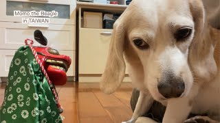 ビーグル犬モモは獅子舞が嫌い