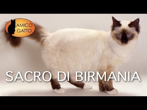 Parassiti in una bocca dei pesci Somiglianza di un predatore e un parassita