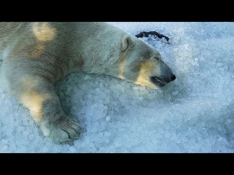 Prager Zoo nutzt Tonnen Eis zur Abkühlung der Tiere während Hitzewelle