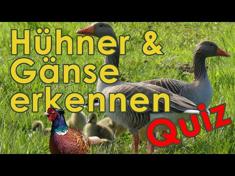 Gänse und Wildhühner Bestimmung - Federwild Erkennen Quiz