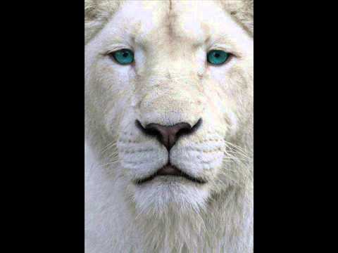 Hino Avulso A voz do meu amado