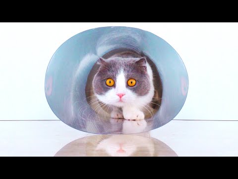 Can Cats Fit Through Narrowing Tube?